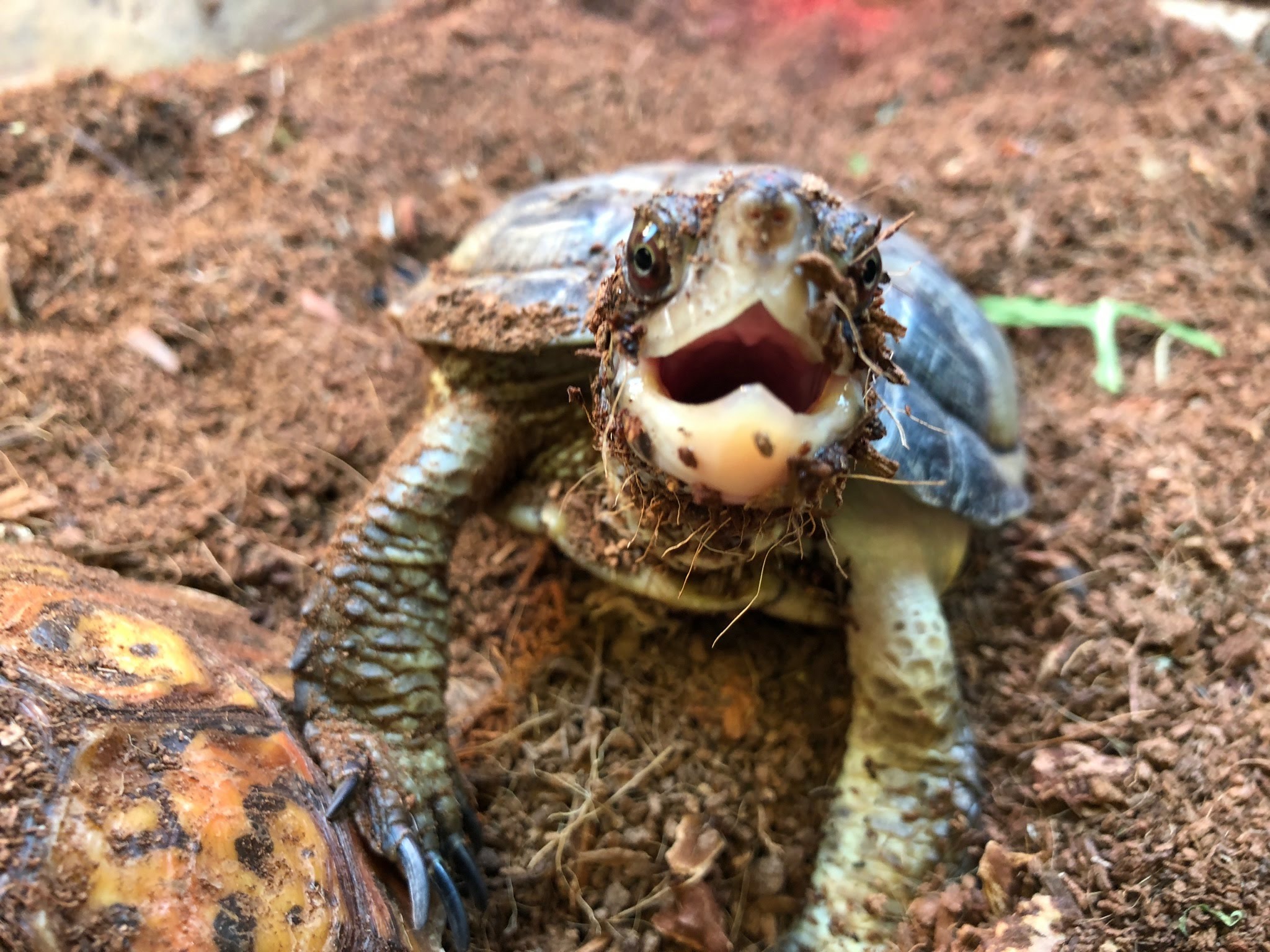 Oakland Zoo Western Pond Turtle